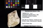 Foto (Objket + Etiketten) von Goniodromites bidentatus (Reuss, 1858) 